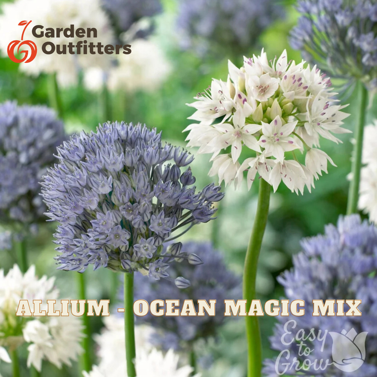 Garden flowers labeled 'ALLIUM - OCEAN MAGIC MIX' with pale blue-purple and white allium blooms on green stems against a blurred garden background. Garden Outfitters logo appears top left, and 'Easy to Grow' appears bottom right.