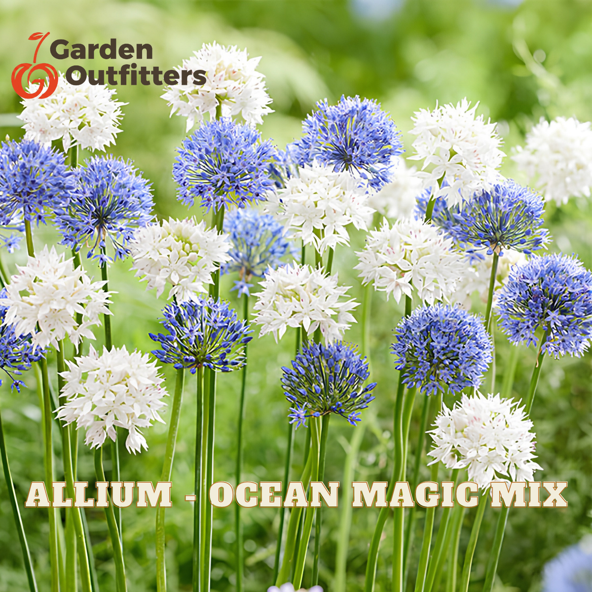 A garden flower mix labeled 'ALLIUM - OCEAN MAGIC MIX' by Garden Outfitters, featuring blue and white allium flowers on green stems against a soft green blurred background.