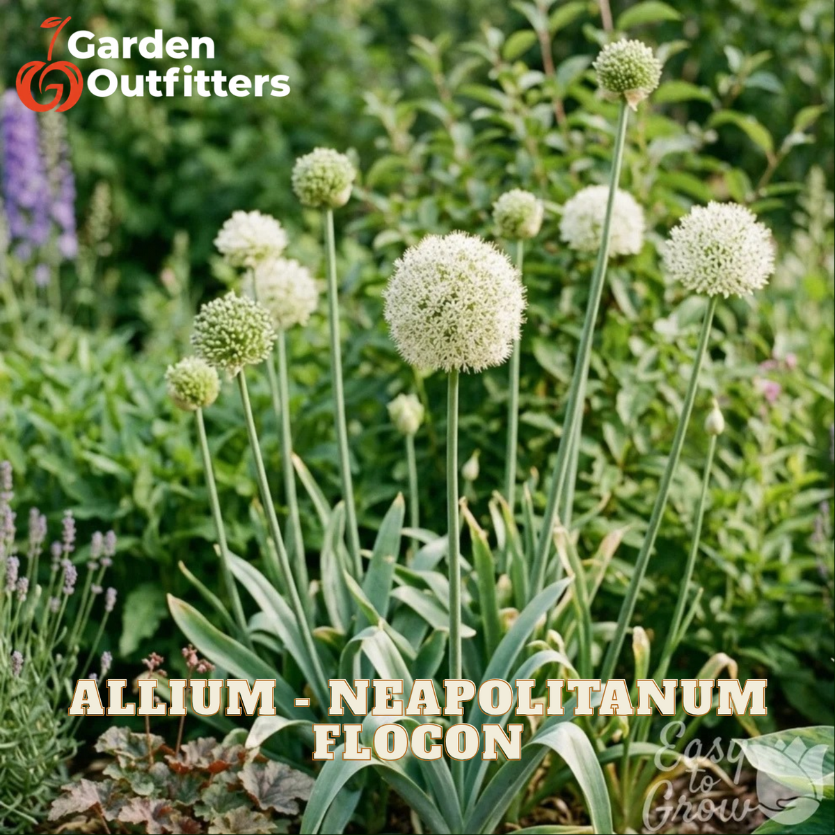 White allium flowers blooming in a garden bed with green foliage and lavender plants in the background.