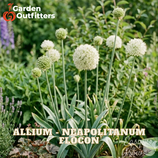 White allium flowers blooming in a garden bed with green foliage and lavender plants in the background.