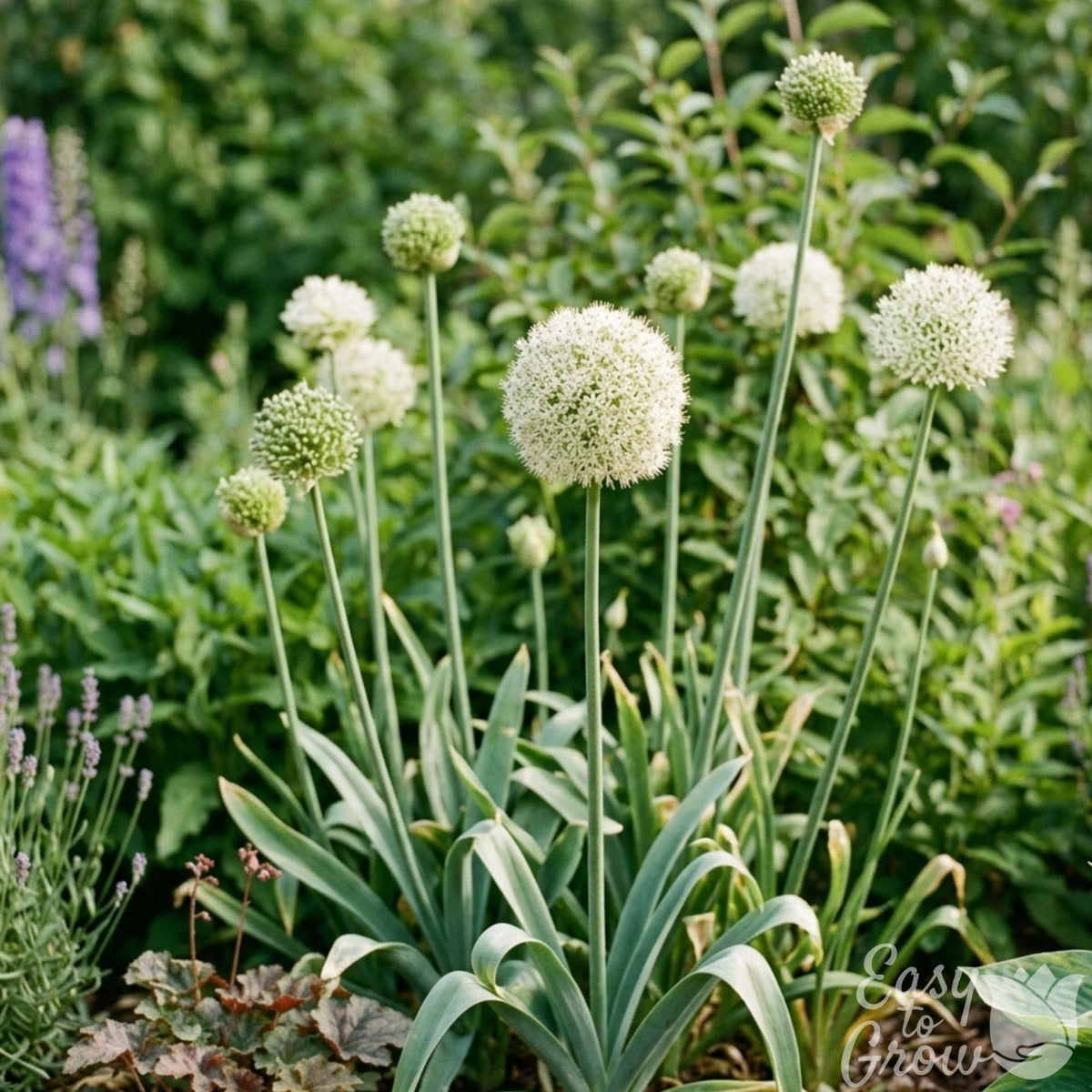 White allium flowers blooming in a garden bed with green foliage and lavender plants in the background.