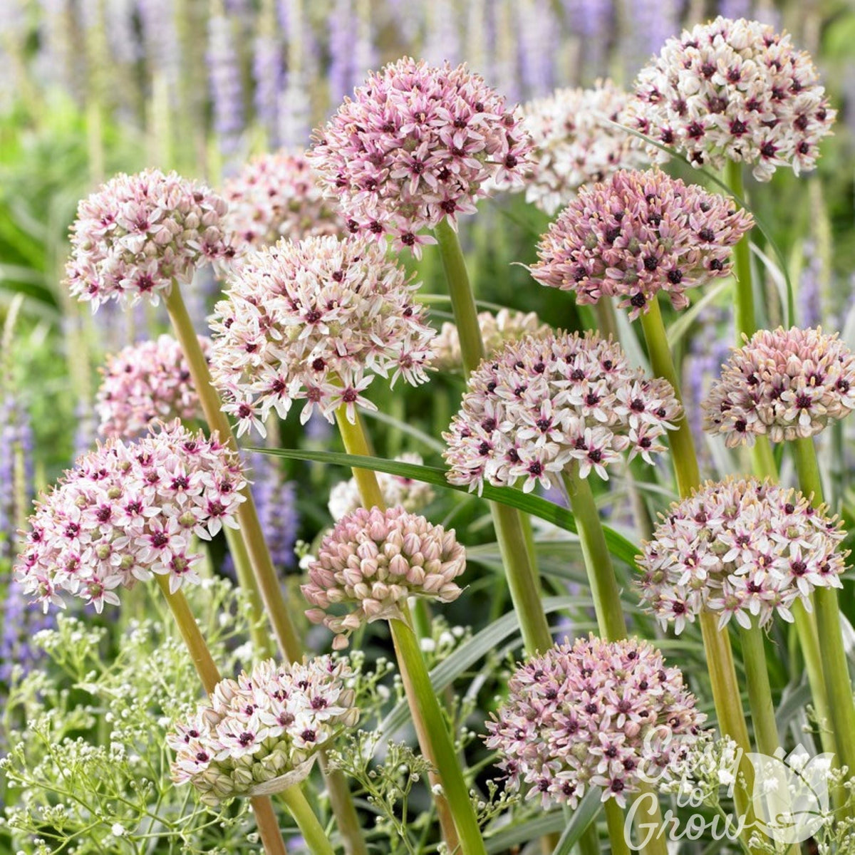 Allium - Silver Spring