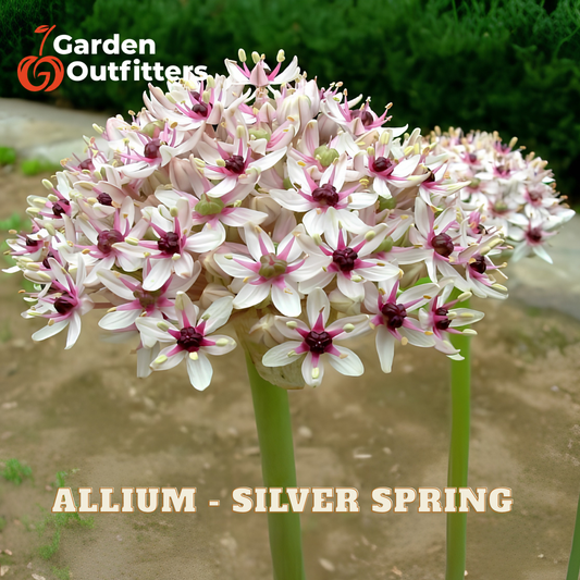 Allium 'Silver Spring' flowering stalk with clusters of white and pink flowers with dark centers, set in a garden with 'Garden Outfitters' logo and 'ALLIUM - SILVER SPRING' text overlays.