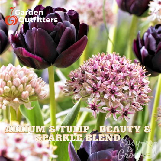 Flower mix label graphic for 'Allium & Tulip - Beauty & Sparkle Blend' by Garden Outfitters, showing dark purple tulips and pink-and-white allium flowers in a garden setting.