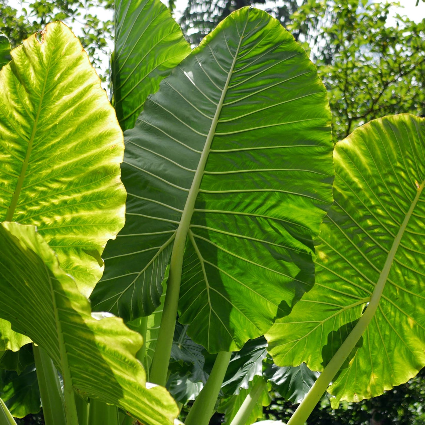 Alocasia - Macrorrhiza Giant Taro Elephant Ear
