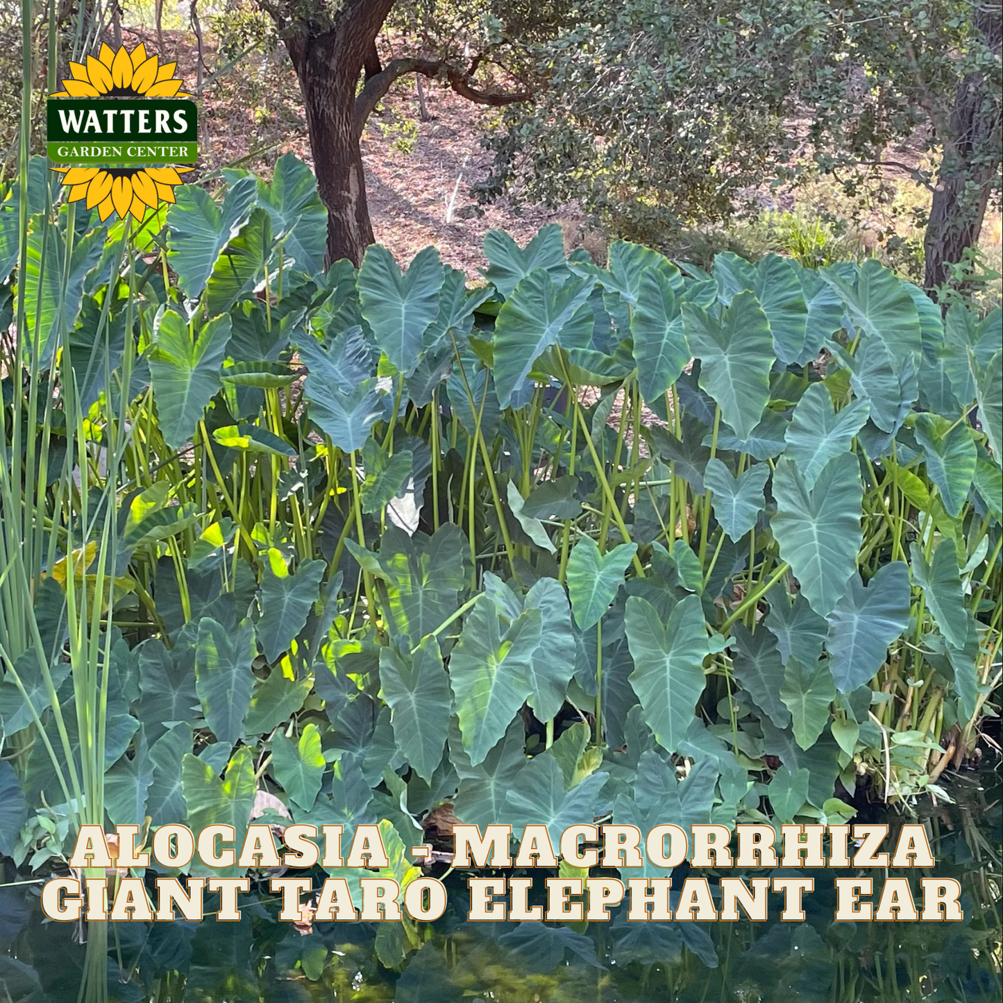 Giant taro elephant ear plants with Watters Garden Center logo