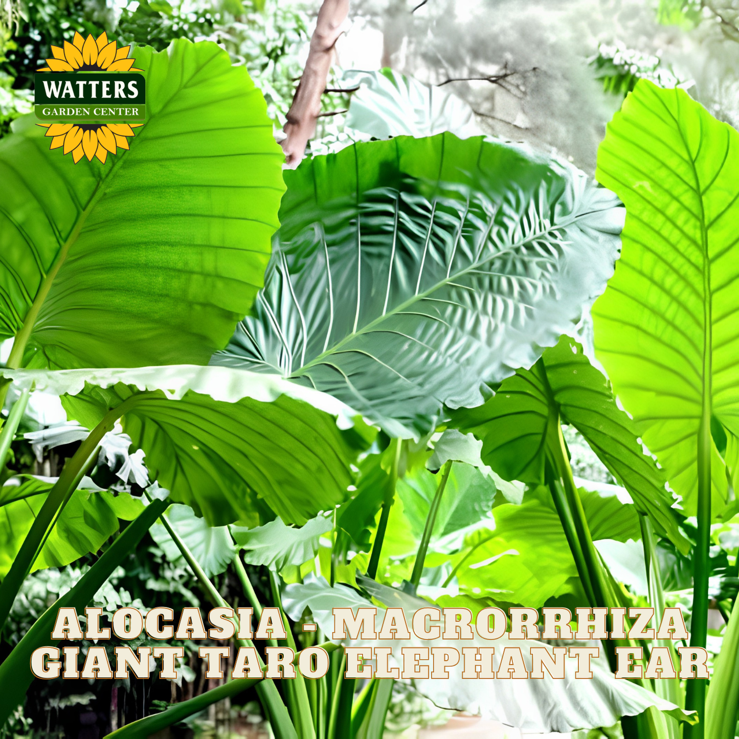 Large green leaves with Watters Garden Center logo and plant name text overlay.