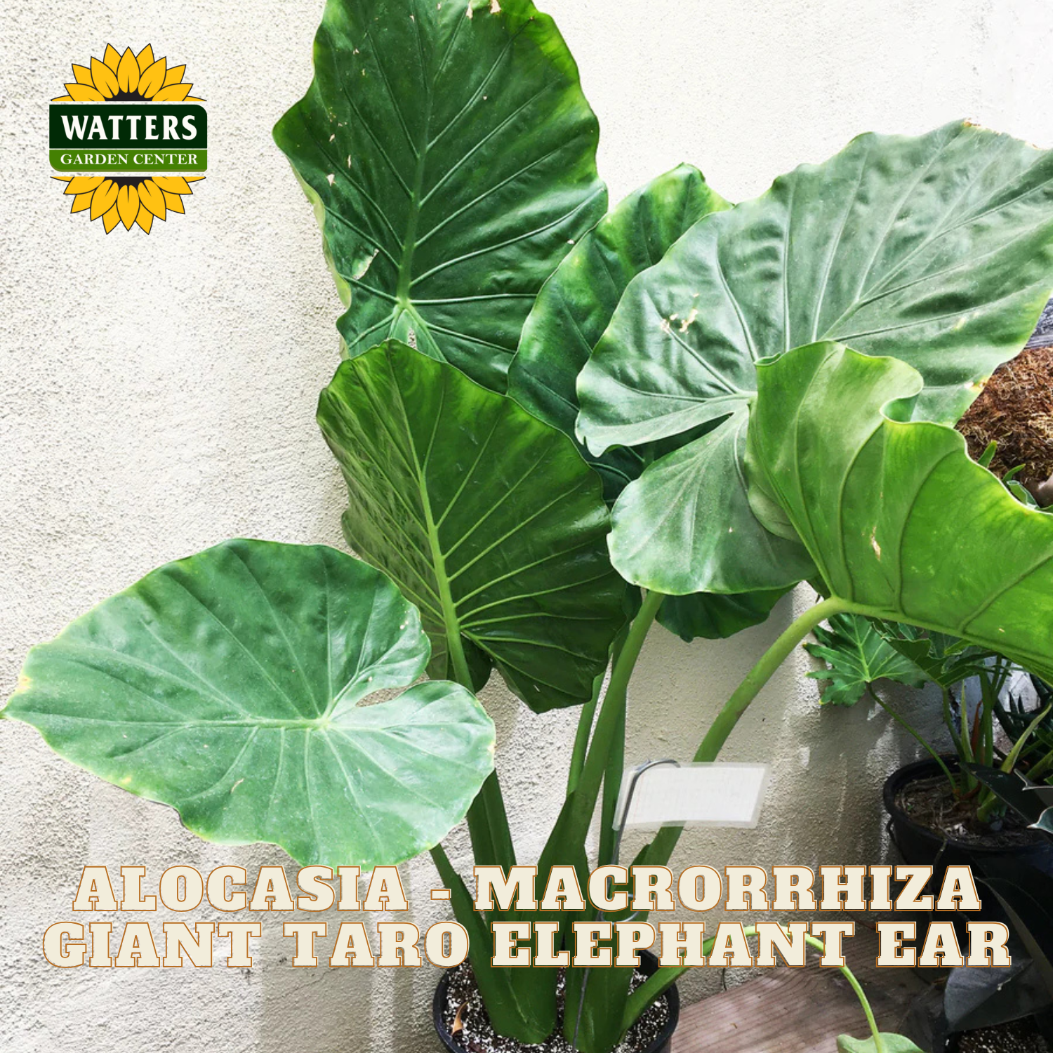 Large green leaves of Alocasia macrorrhiza with Watters Garden Center branding.