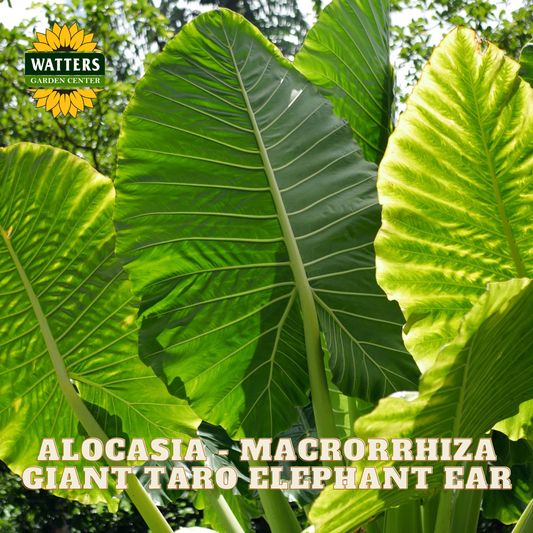 Large green leaves of Alocasia macrorrhiza with Watters Garden Center logo.