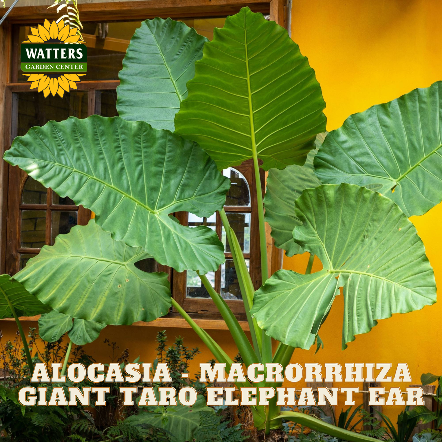 Large green leaves of Alocasia macrorrhiza with Watters Garden Center branding.