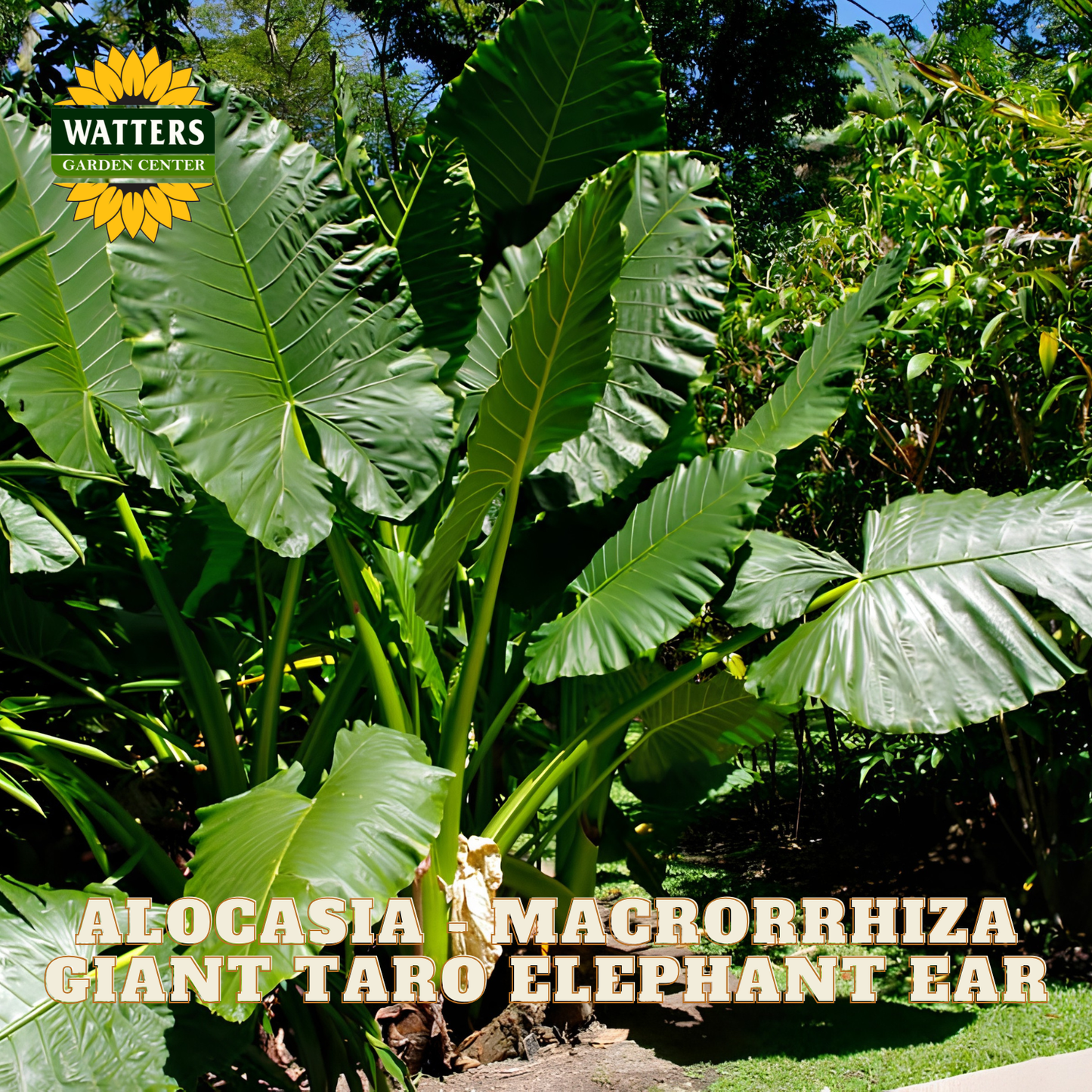 Large green leaves of Alocasia macrorrhiza with Watters Garden Center branding.