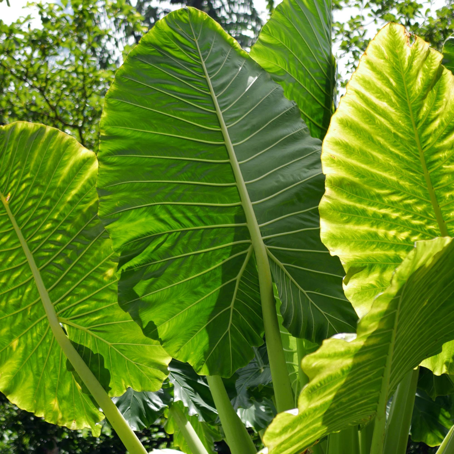 Close-up of large green leaves with a blurred natural background