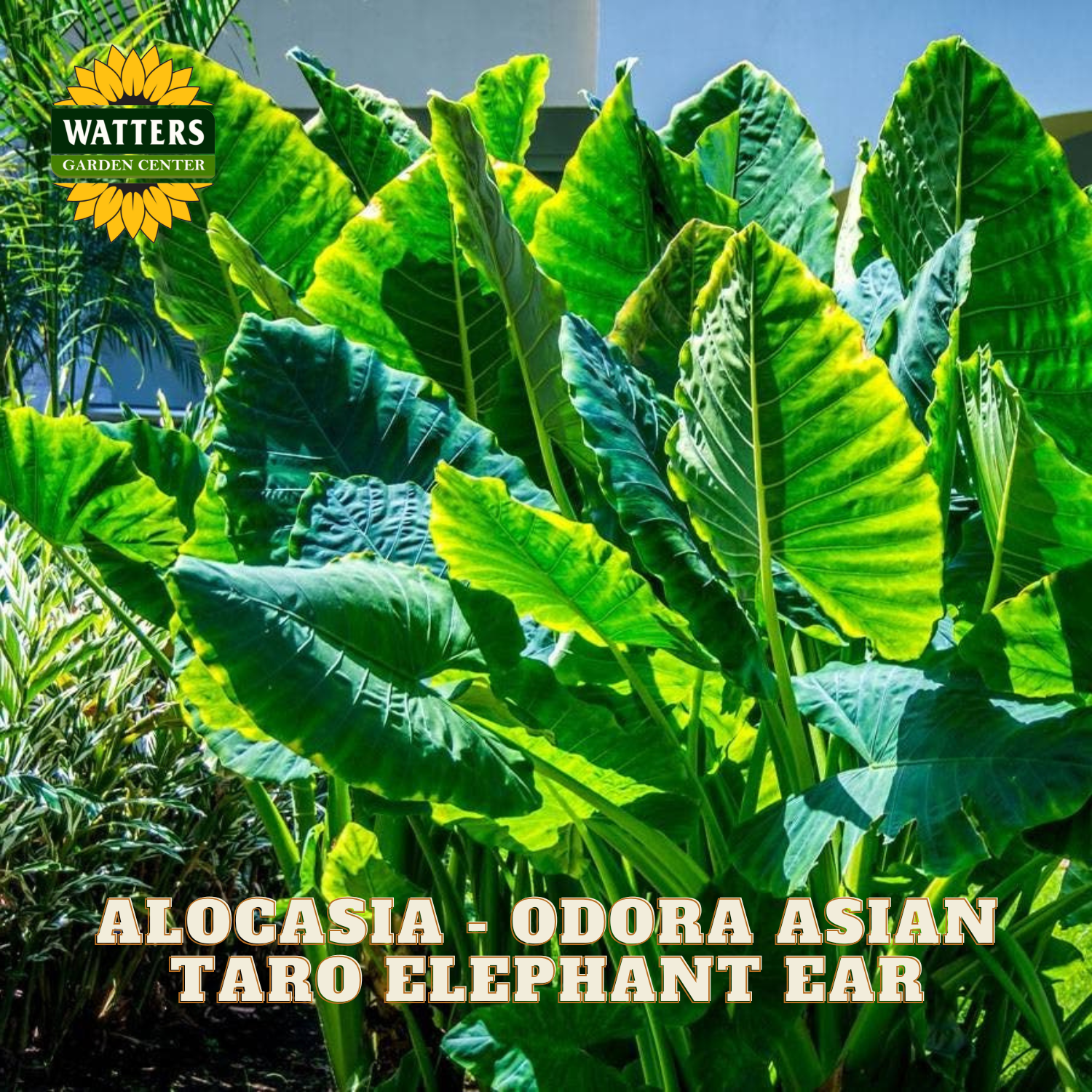 Large green leaves of Alocasia Odora Asian Taro Elephant Ear with Watters Garden Center branding.