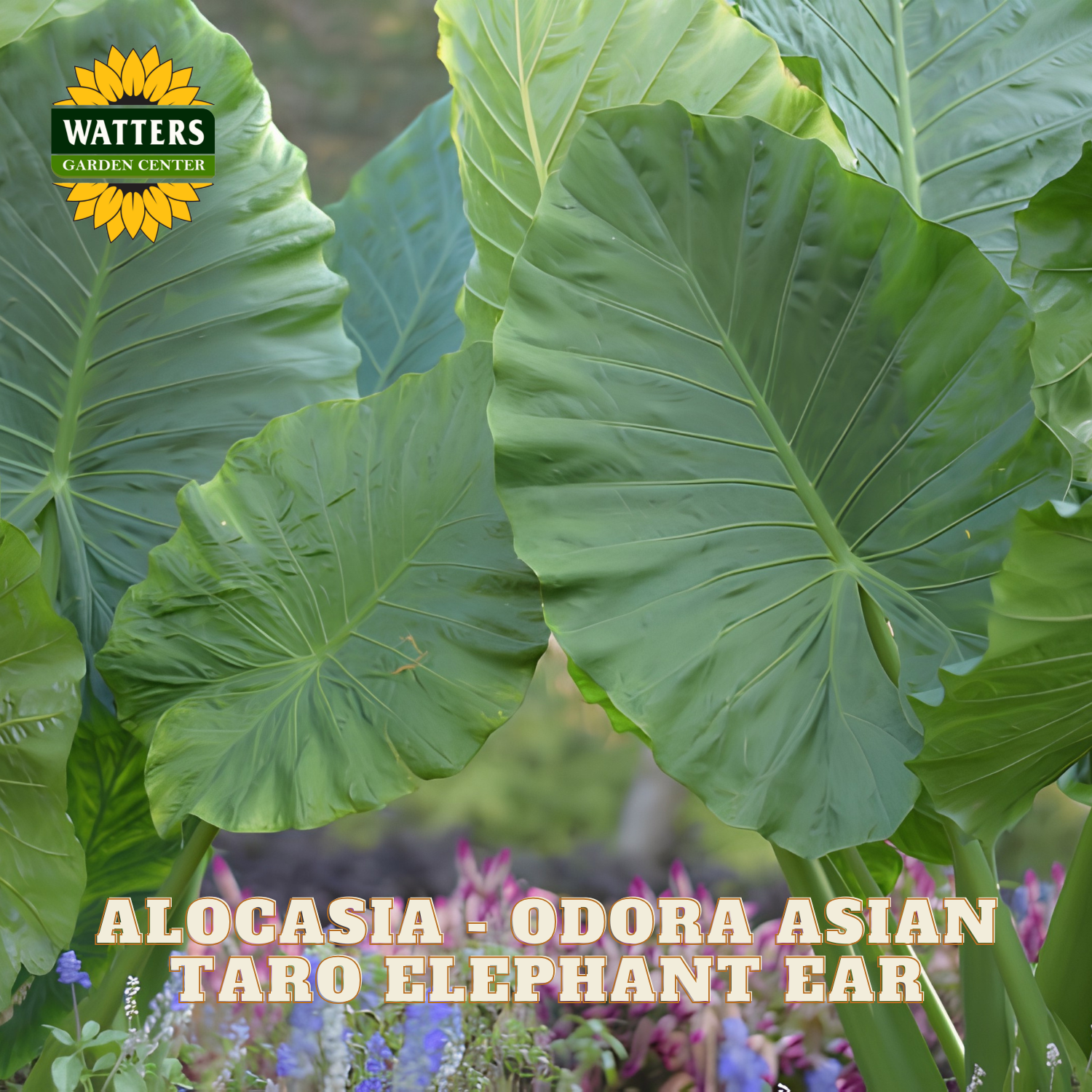 Large green leaves with Watters Garden Center branding and text about Alocasia Odora Asian Taro Elephant Ear.