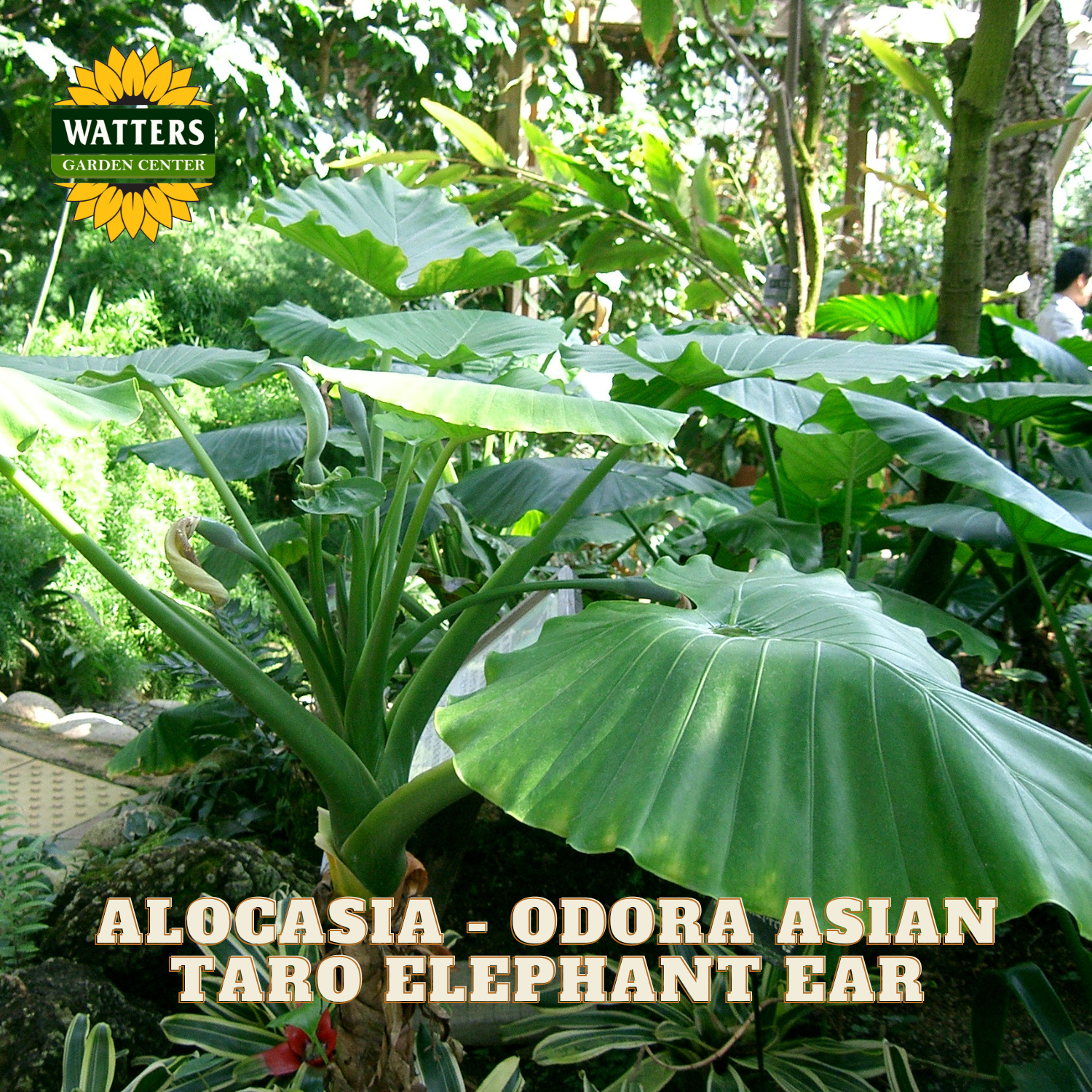 Large green leaves of Alocasia Odora Asian Taro Elephant Ear with Watters Garden Center logo.