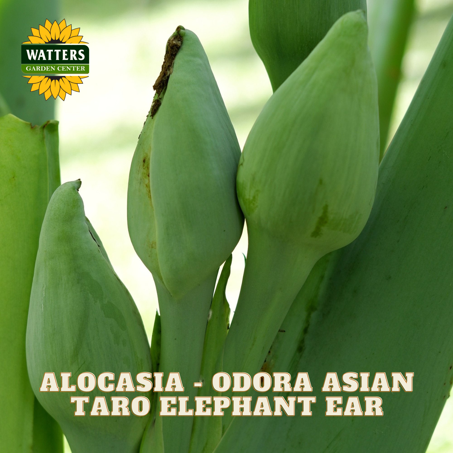 Green alocasia plant with text indicating 'Alocasia Odora Asian Taro Elephant Ear' and Watters Garden Center logo.