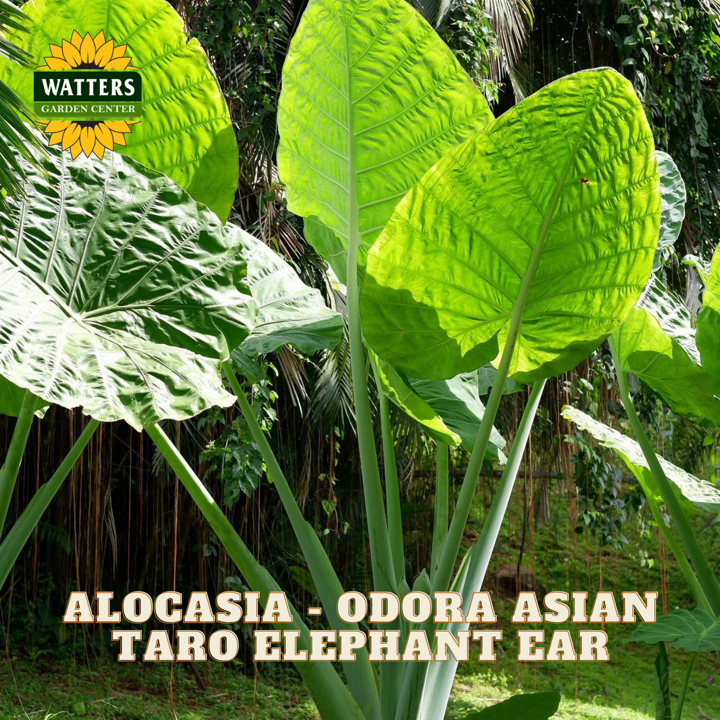 Large green leaves of Alocasia odora Asian Taro Elephant Ear with Watters Garden Center branding.