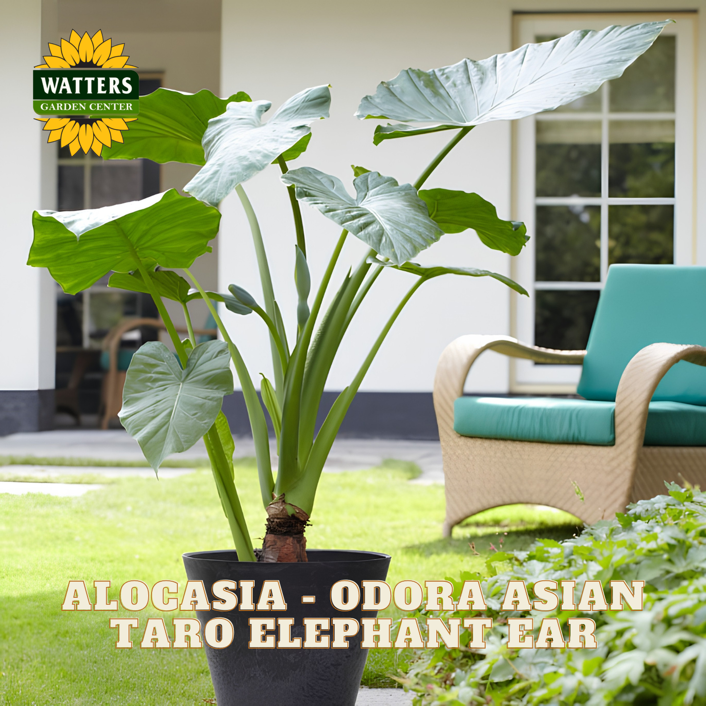 Potted Alocasia Odora Asian Taro Elephant Ear plant in a garden setting with Watters Garden Center branding.