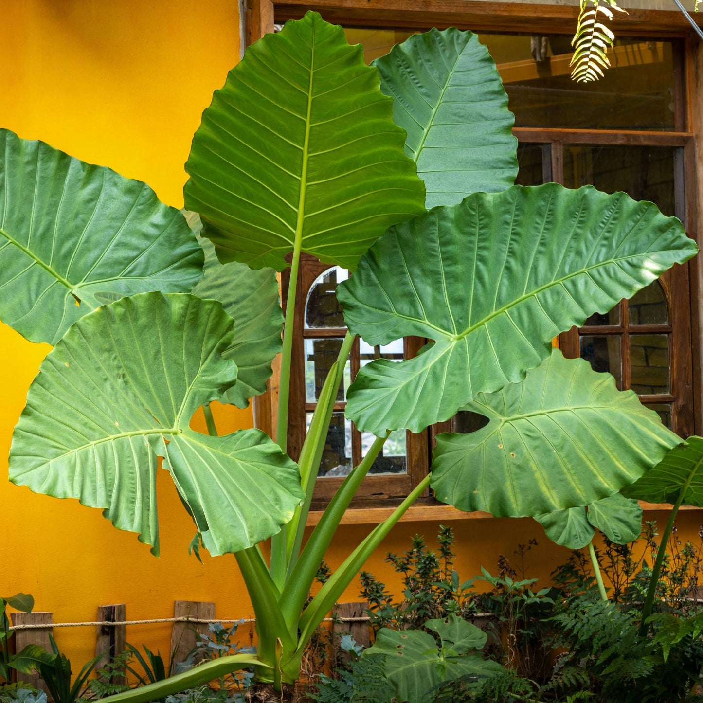 Alocasia - Macrorrhiza Giant Taro Elephant Ear