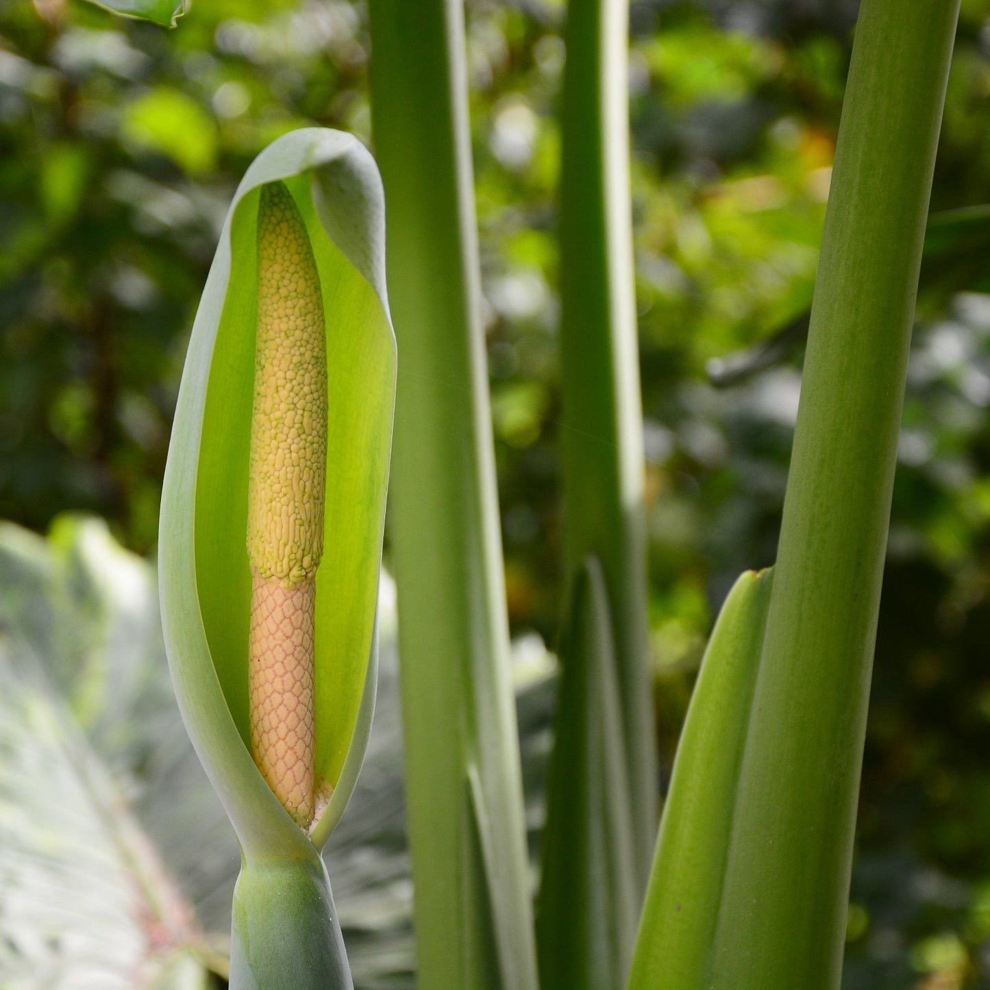 Alocasia - Odora Asian Taro Elephant Ear (Fragrant)