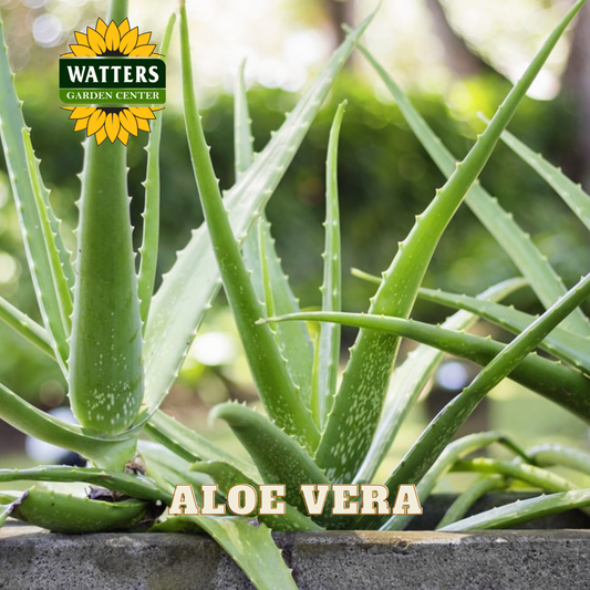 Aloe vera plant with Watters Garden Center logo in the background