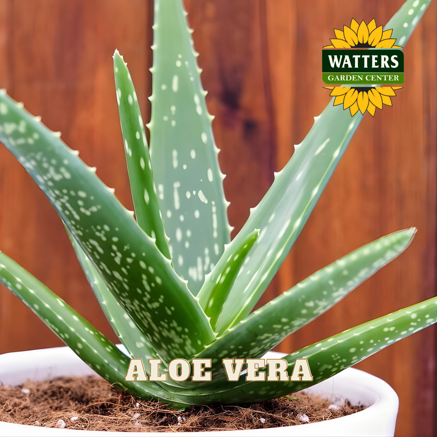 Potted aloe vera plant with Watters Garden Center logo in the corner.