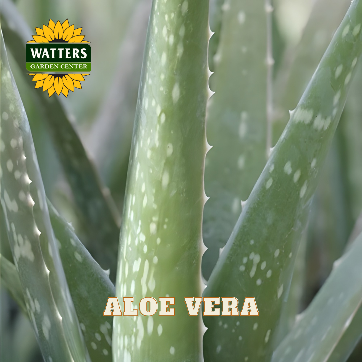 Close-up of Aloe Vera plant with Watters Garden Center logo.