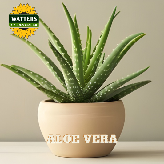 Potted aloe vera plant with Watters Garden Center logo on a neutral background