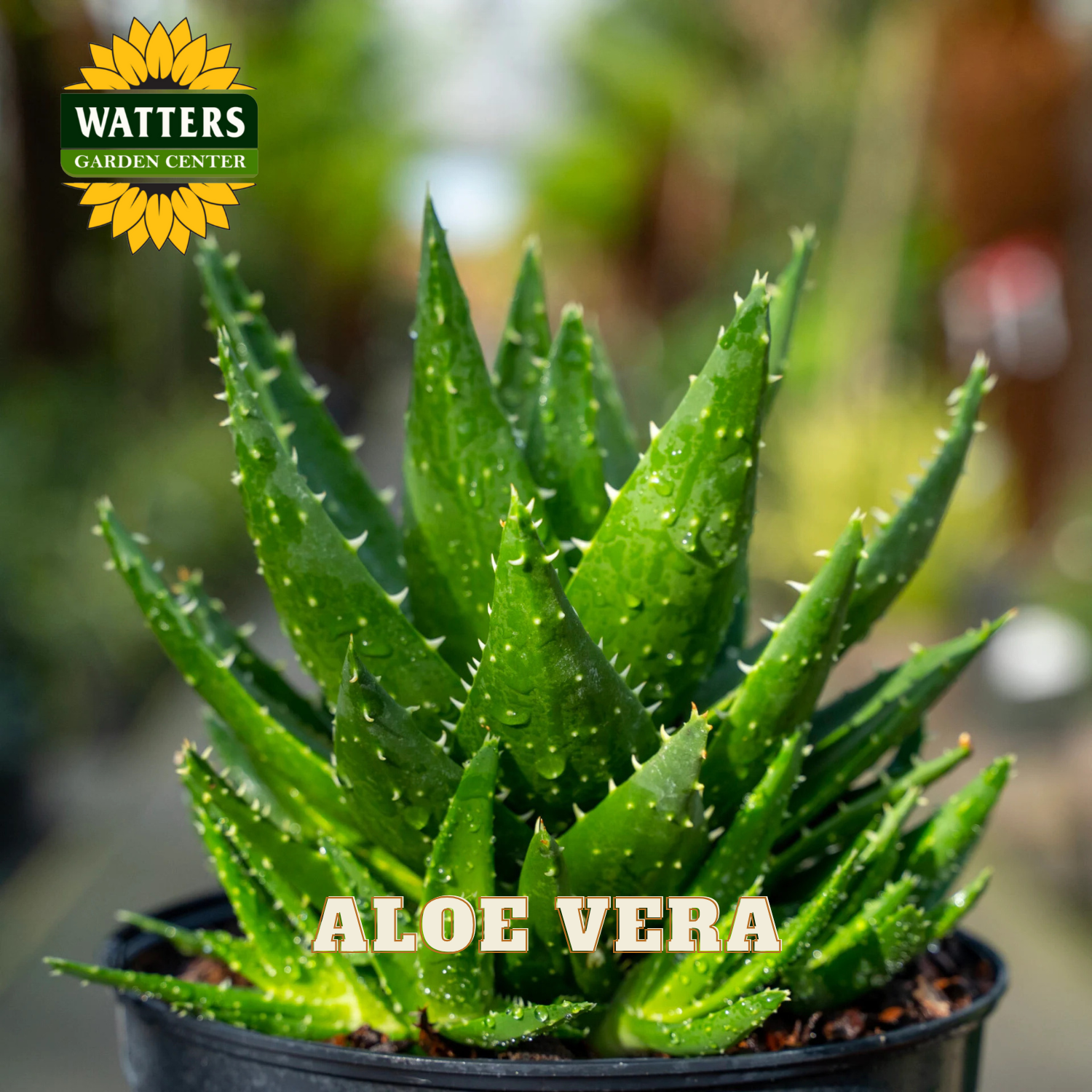 Potted aloe vera plant with Watters Garden Center logo in the corner.