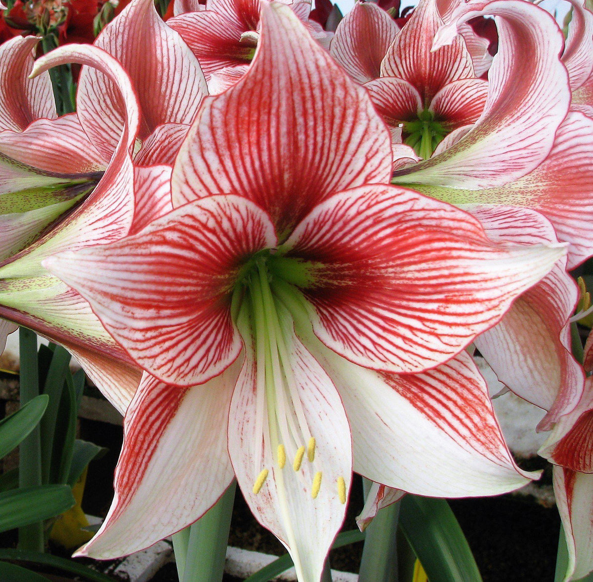 Amaryllis - Glee