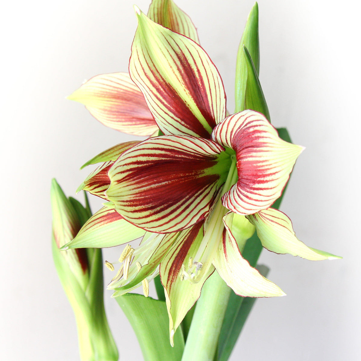 Amaryllis - Papillio Butterfly