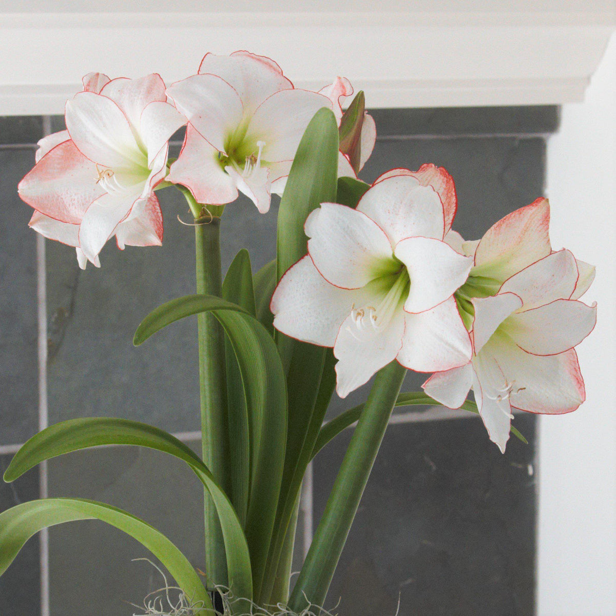 Amaryllis - Picotee