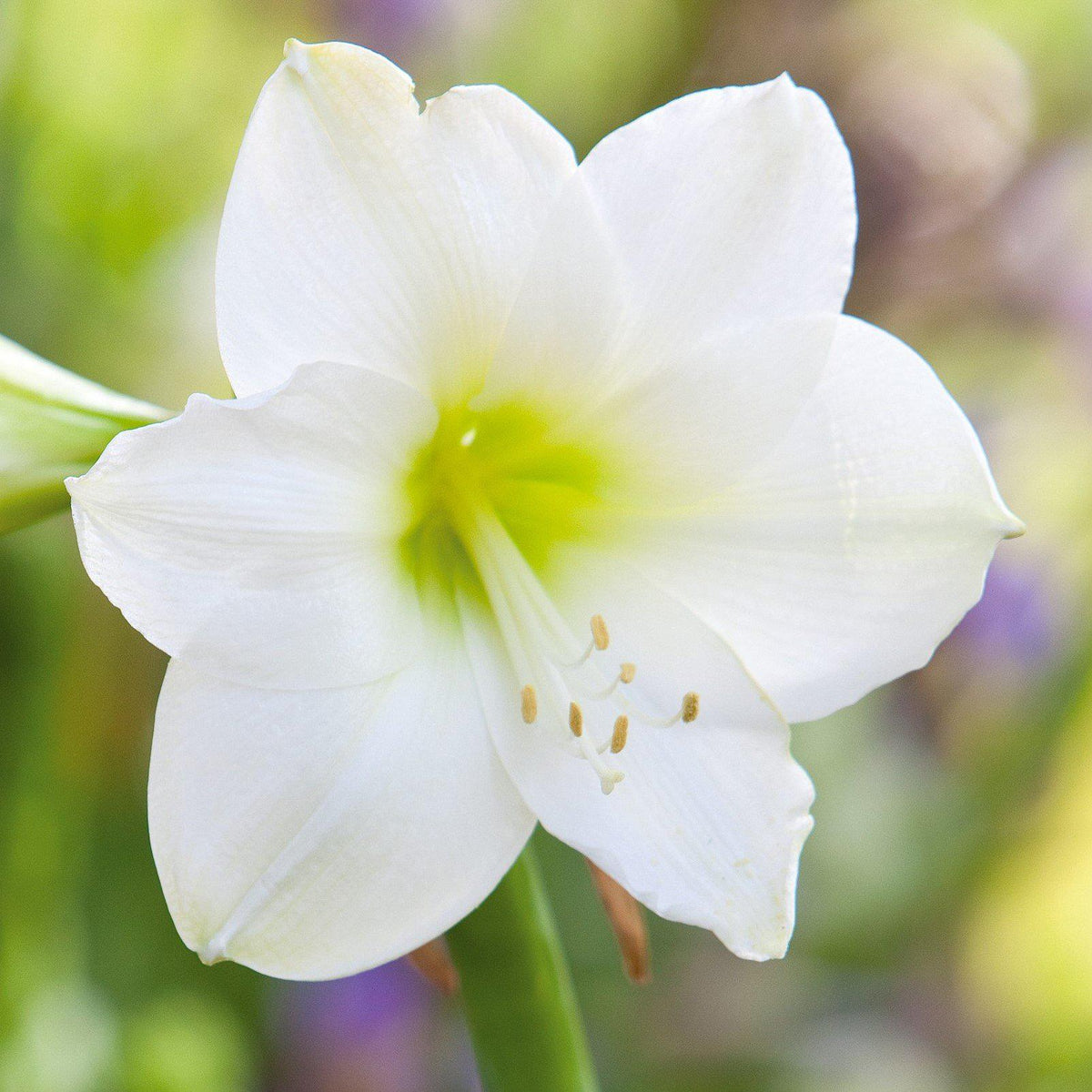 Amaryllis - White Christmas