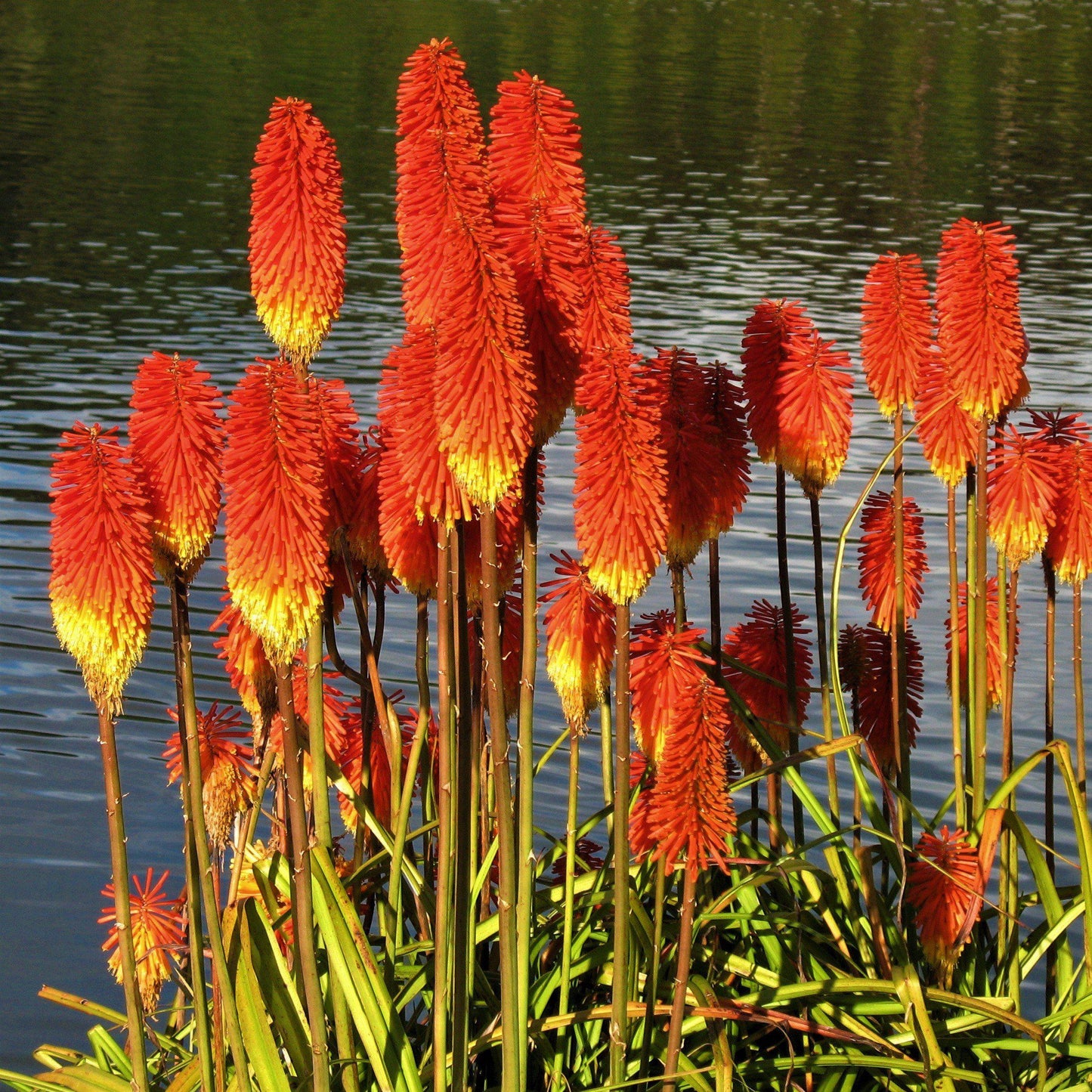 Kniphofia - Amazing Fun
