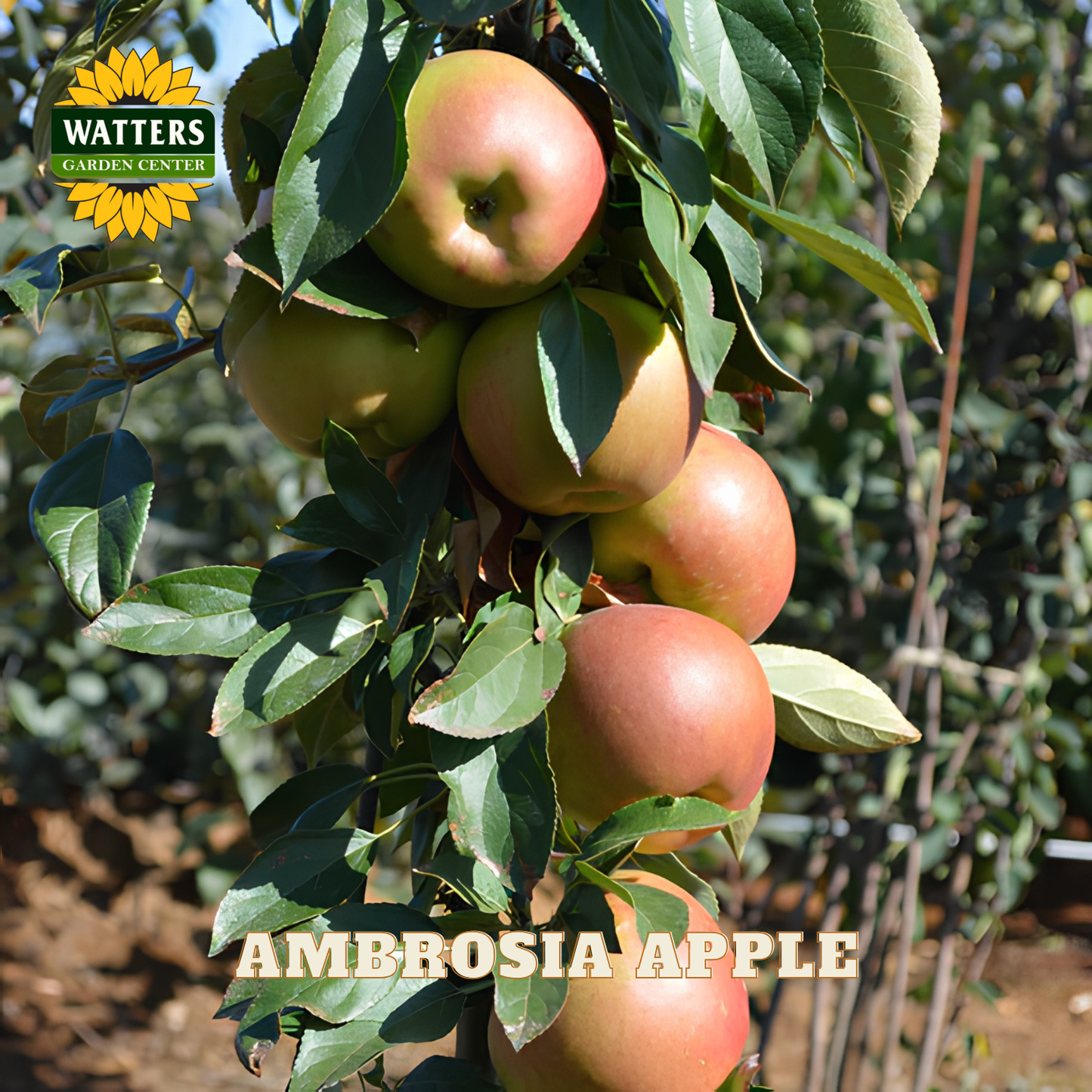 Bunch of Ambrosia apples on a tree with Watters Garden Center logo.