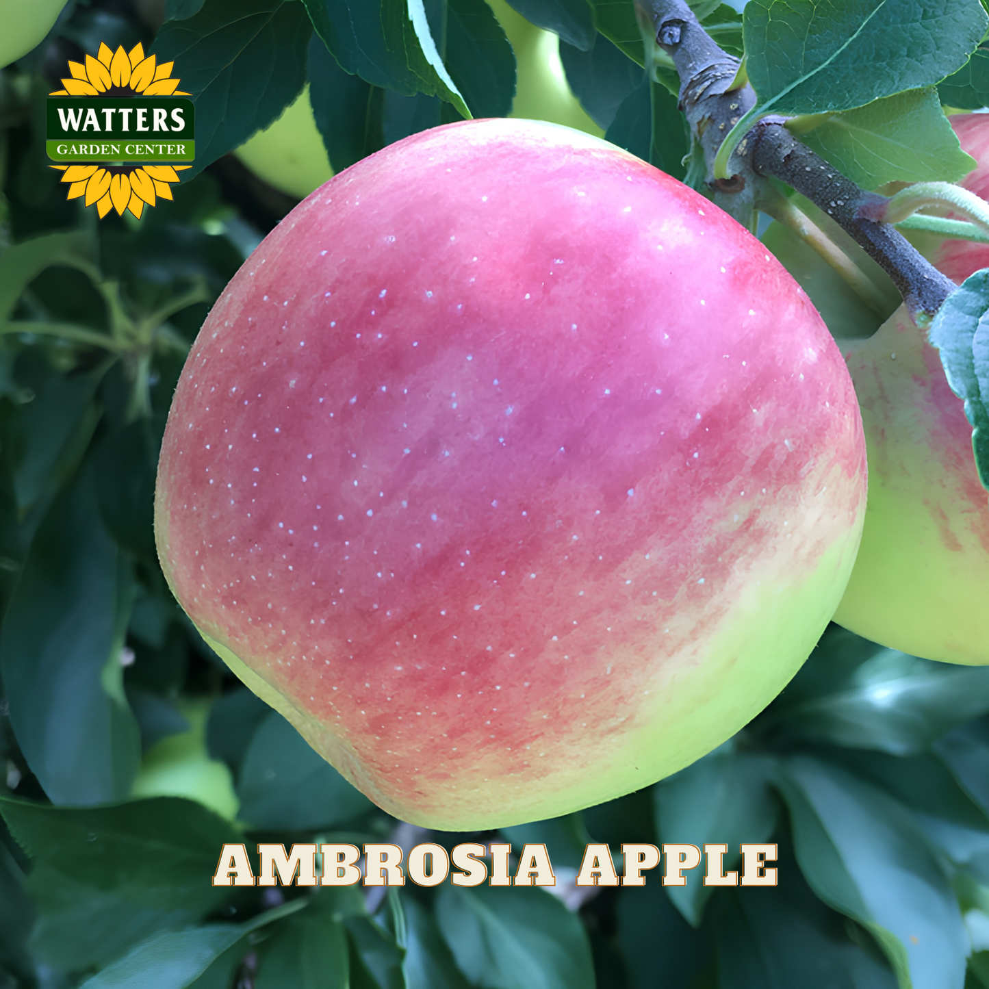 Ambrosia apple on a branch with Watters Garden Center logo