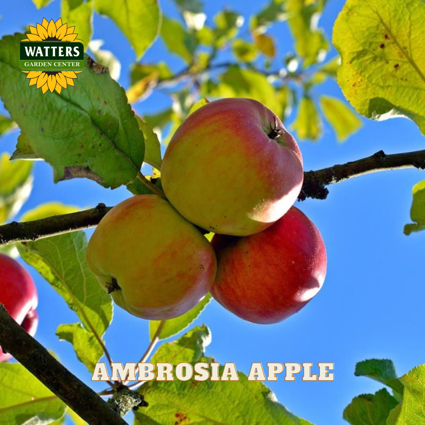 Ambrosia apples on a tree branch with Watters Garden Center logo.