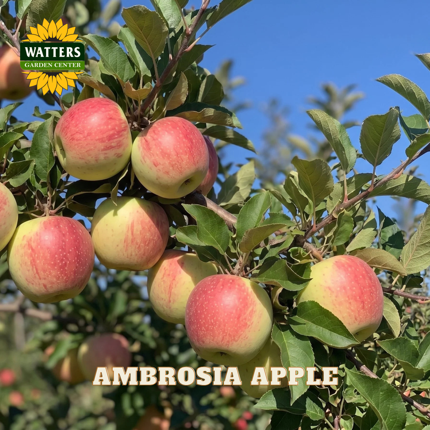 Ambrosia apples on a tree with Watters Garden Center logo