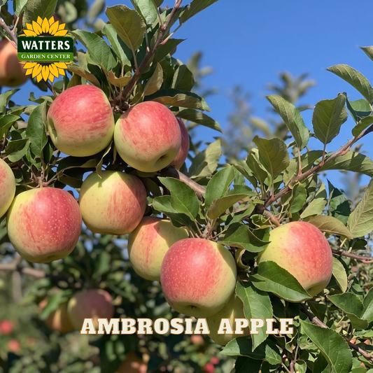 Ambrosia apples on a tree with Watters Garden Center logo