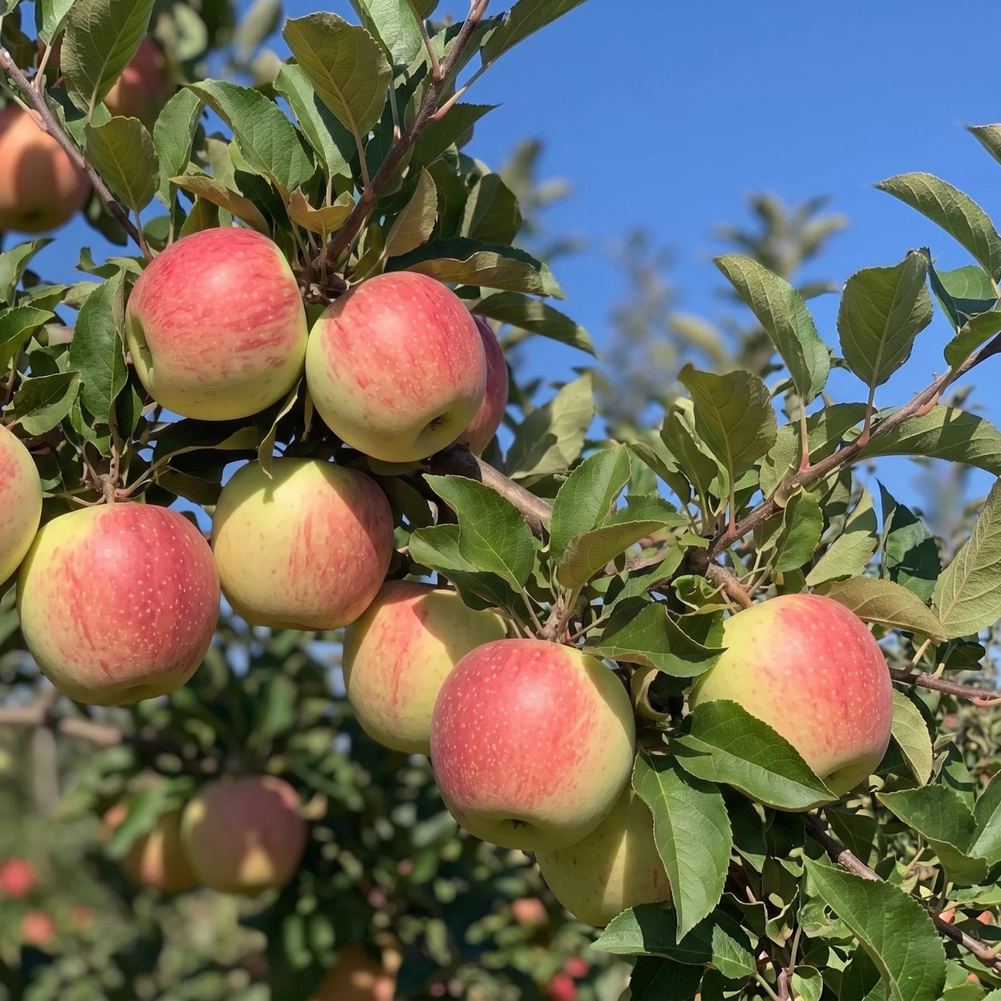 Apples hanging from a tree with a clear blue sky in the background