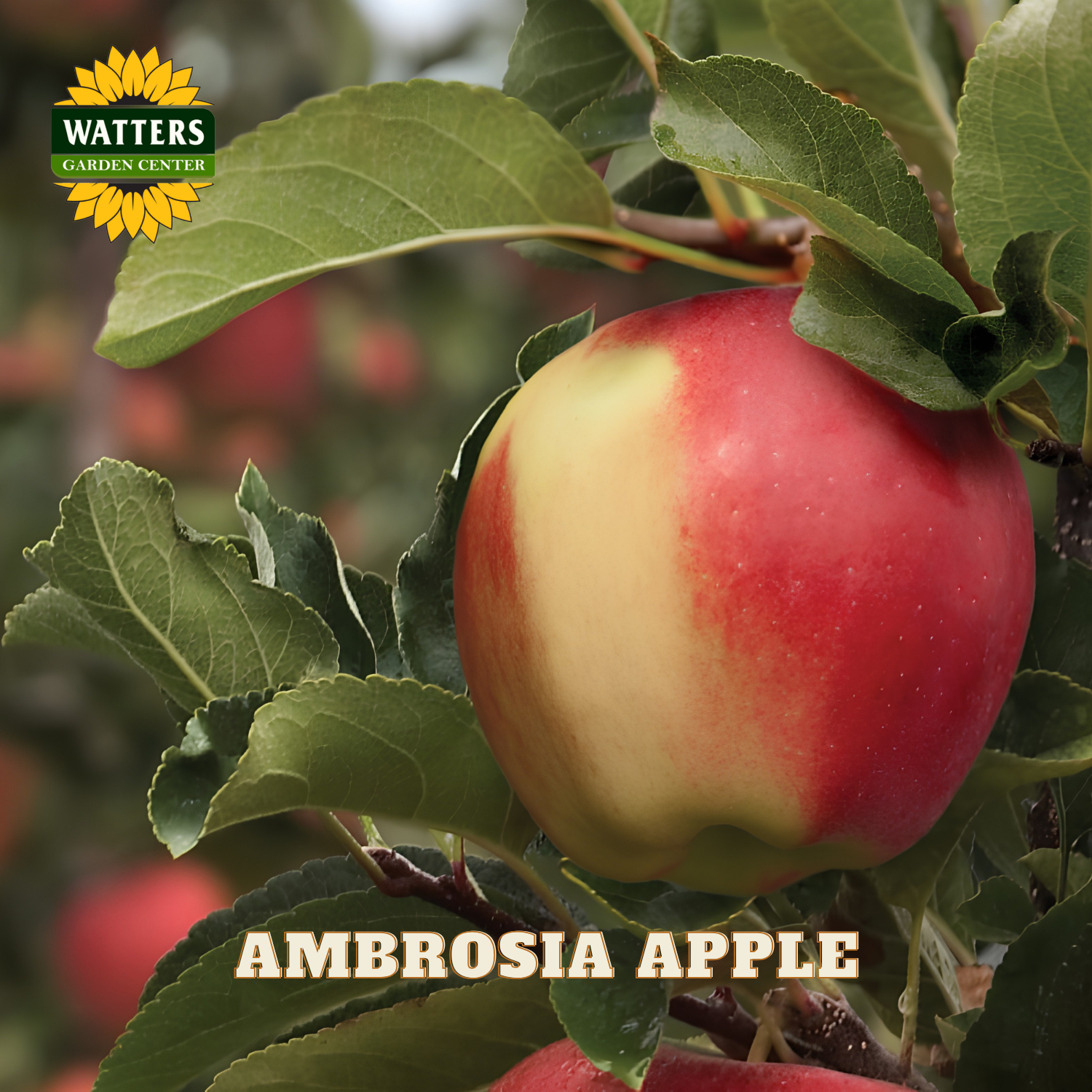 Red and green ambrosia apple on a tree branch with Watters Garden Center logo.