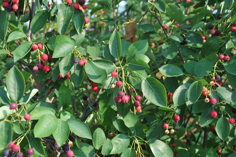 AUTUMN BRILLIANCE SERVICEBERRY 5gal