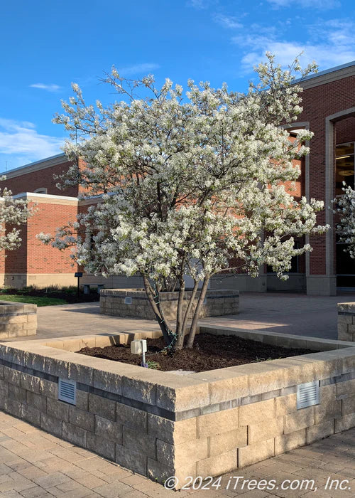 AUTUMN BRILLIANCE SERVICEBERRY 5gal