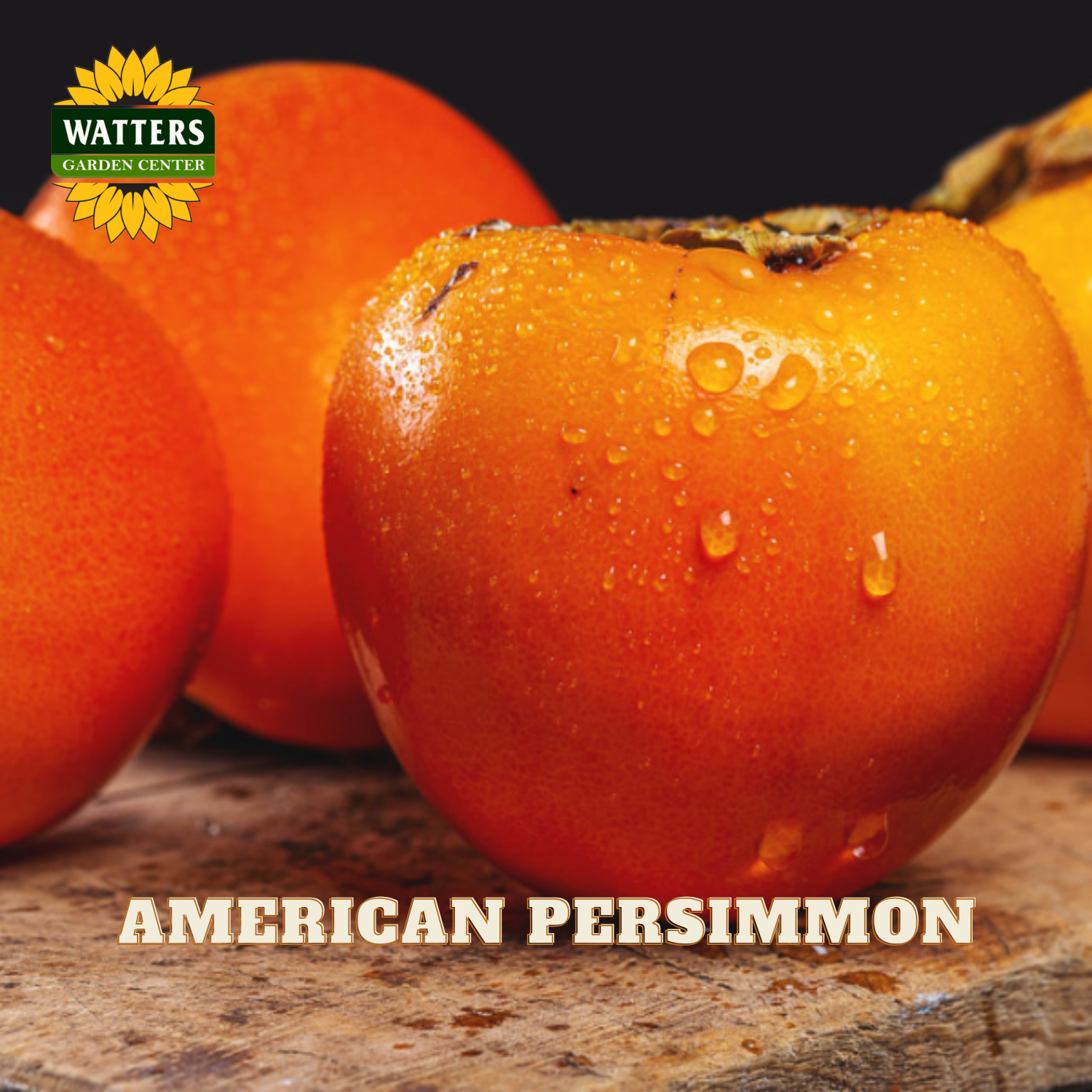 Close-up of American persimmons with a Watters Garden Center logo.