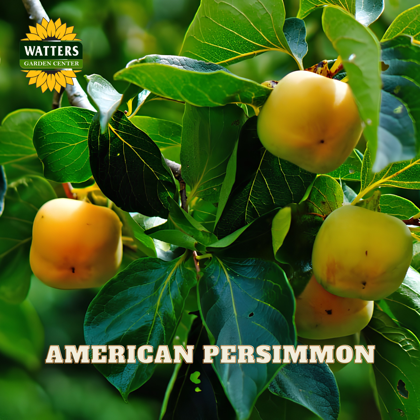 American persimmon fruit on a tree with Watters Garden Center logo.