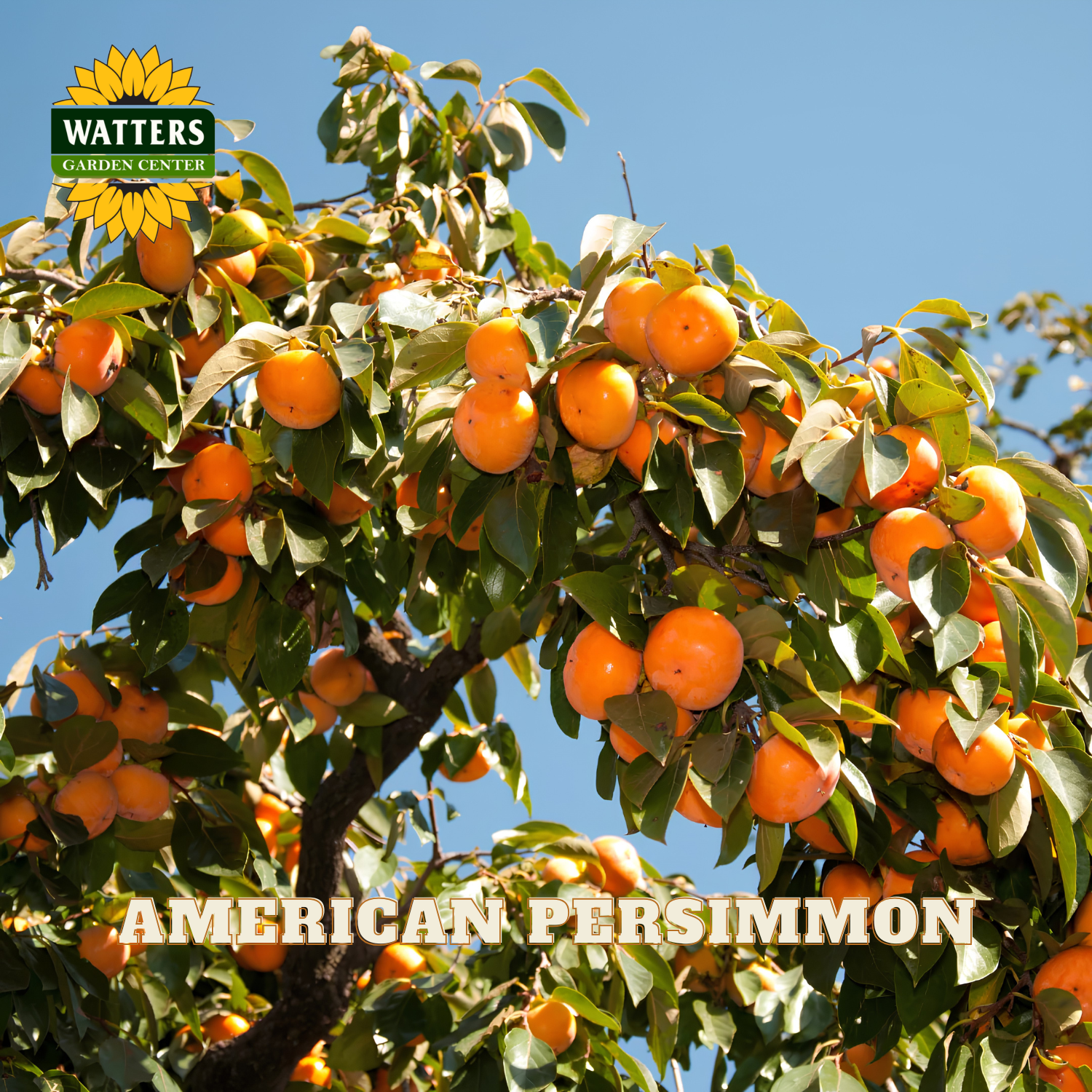 American persimmon tree with ripe fruits on a clear blue sky background, featuring Watters Garden Center branding.