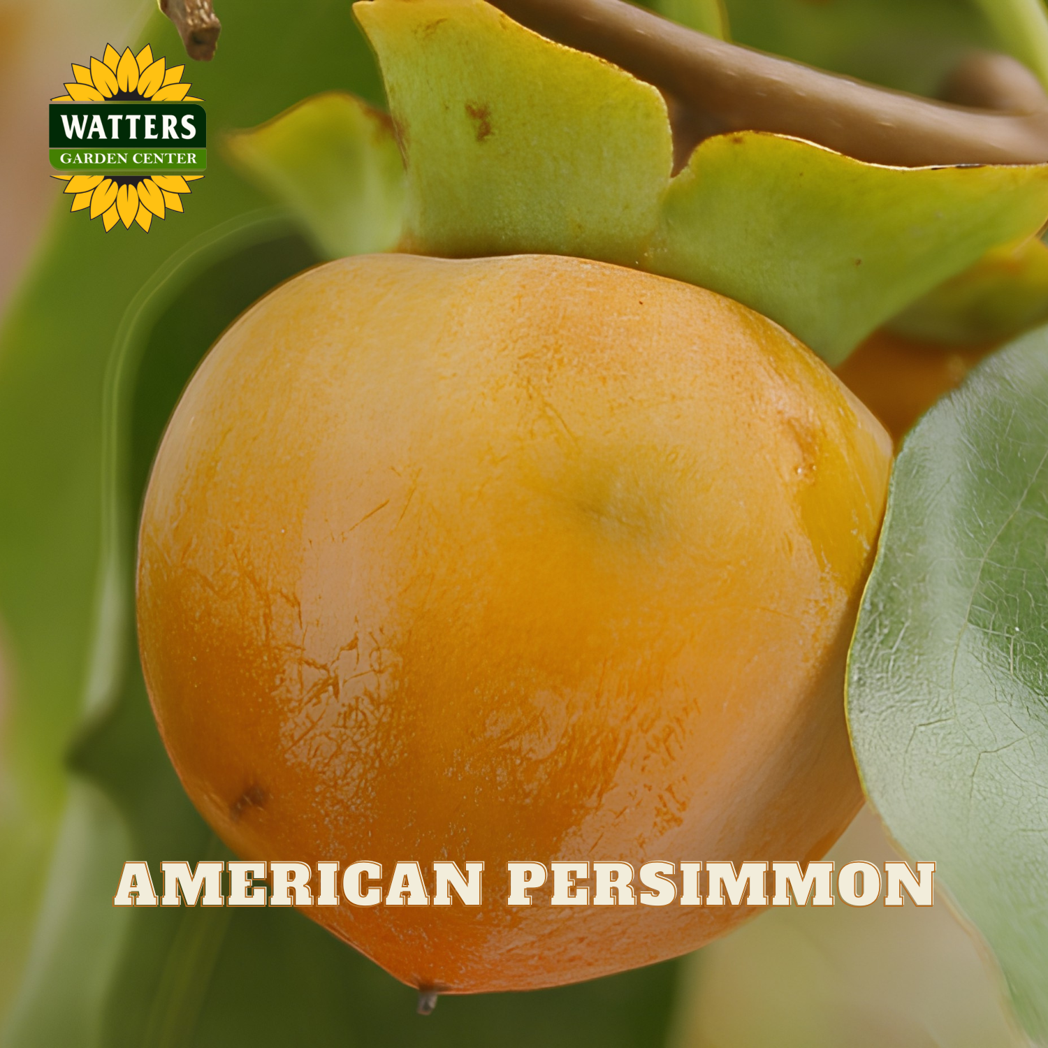 American persimmon fruit with leaves on a branch, branded with Watters Garden Center.