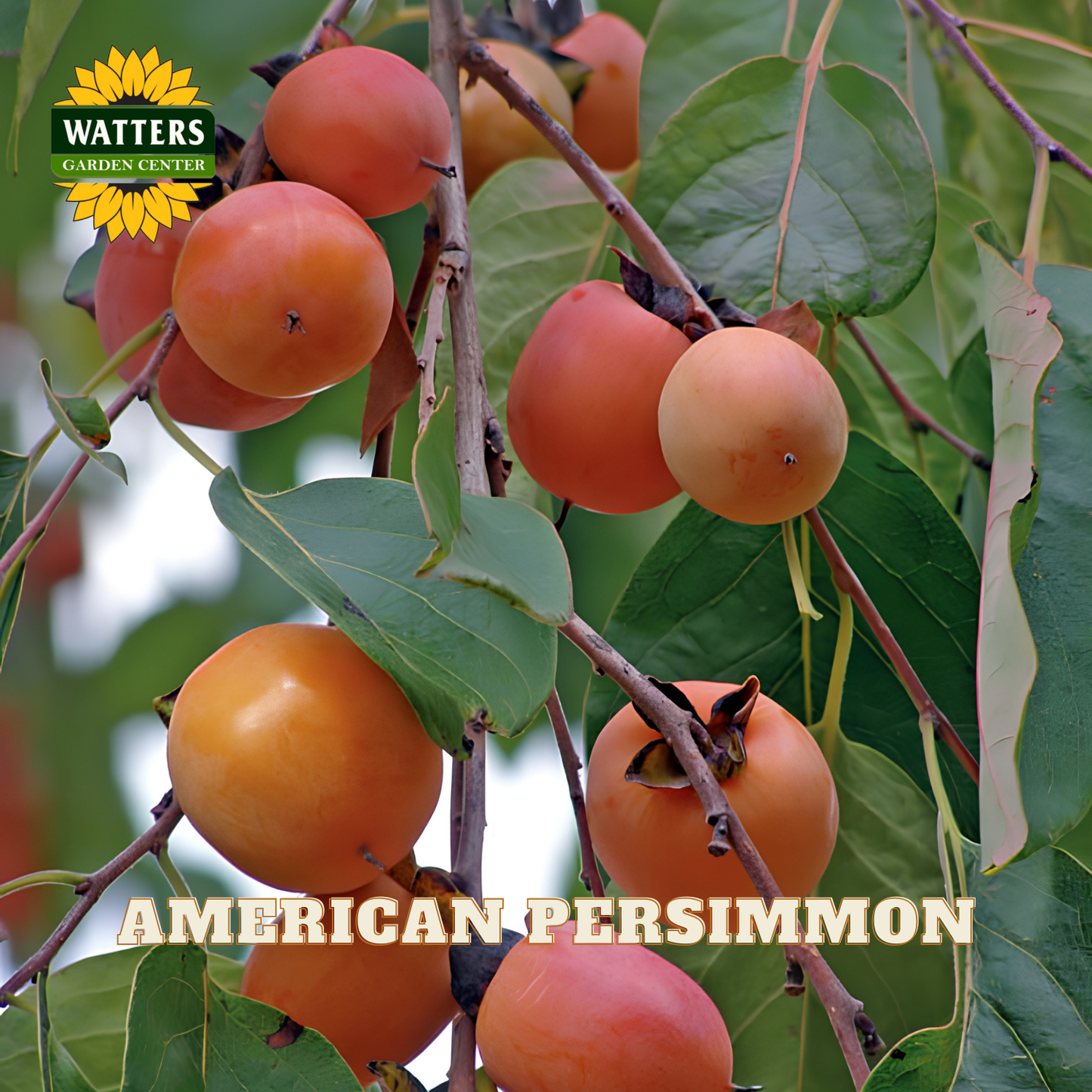 American persimmon fruits on a tree branch with Watters Garden Center branding.