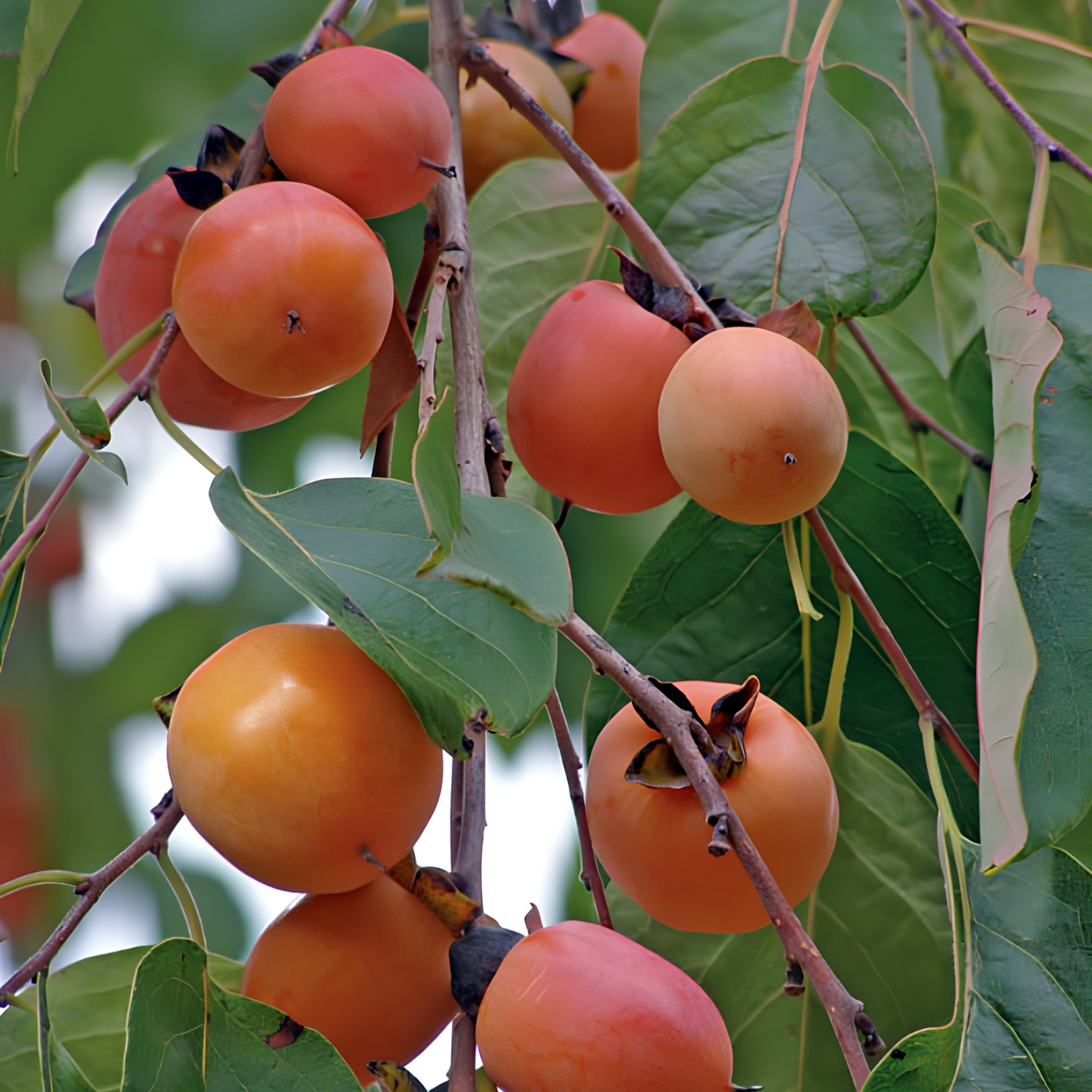 Oranges hanging on a tree branch with green leaves
