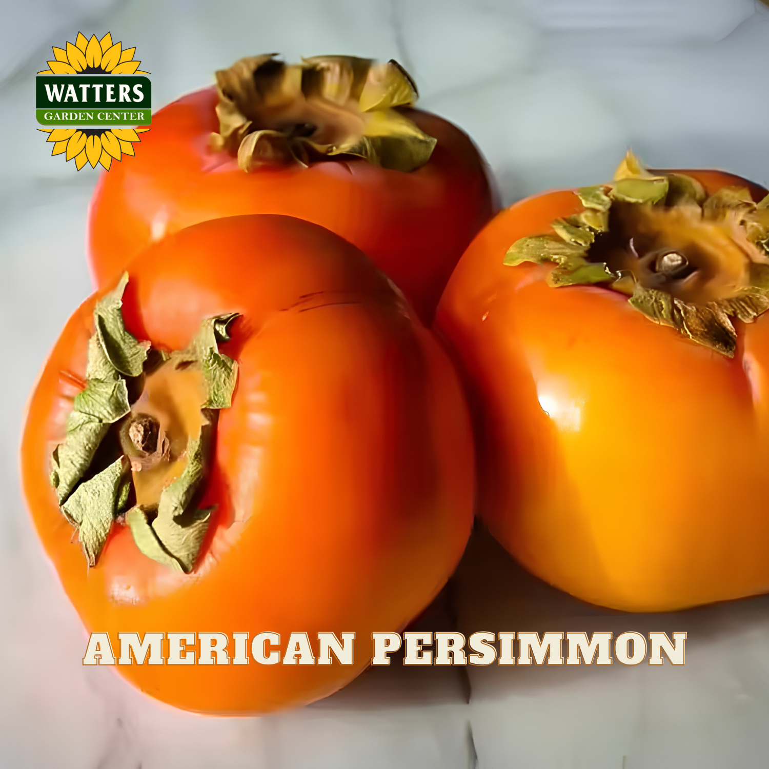 Three American persimmons on a white background with Watters Garden Center logo.